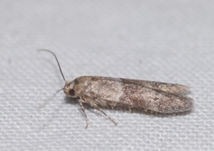 Blastobasis phycidella