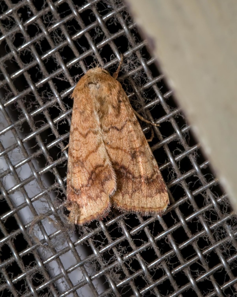 Cape Gooseberry Budworm