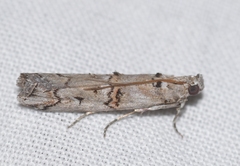 Pempelia palumbella