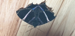 Coronidia orithea