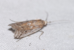 Delplanqueia dilutella