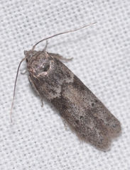 Blastobasis phycidella