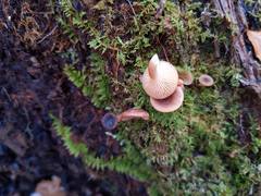 Lactarius griseus