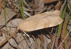 Noctua fimbriata