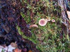 Lactarius griseus