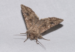 Anarta pugnax