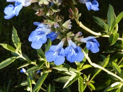 Salvia uliginosa