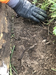 Batrachoseps gregarius