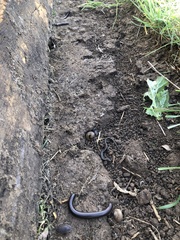 Batrachoseps gregarius