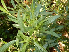 Salvia uliginosa