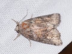 Bryophila vandalusiae