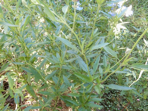 Image of Salvia uliginosa by (c) Grey Smith, some rights reserved (CC BY)