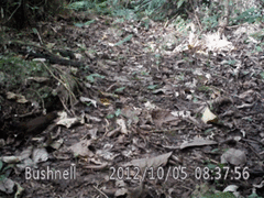 Formicarius moniliger