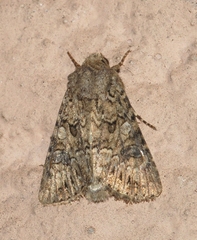 Anarta pugnax