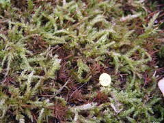 Brachythecium laetum