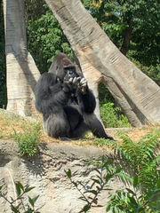 Gorilla gorilla