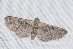 Eupithecia laquaearia