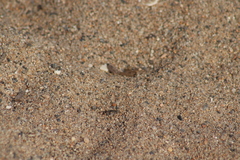 Cicindela carthagena