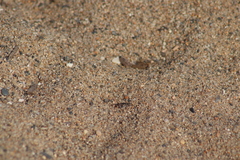 Cicindela carthagena