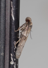 Blastobasis phycidella