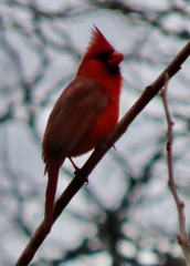 Cardinalis cardinalis