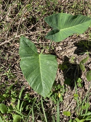 Xanthosoma violaceum