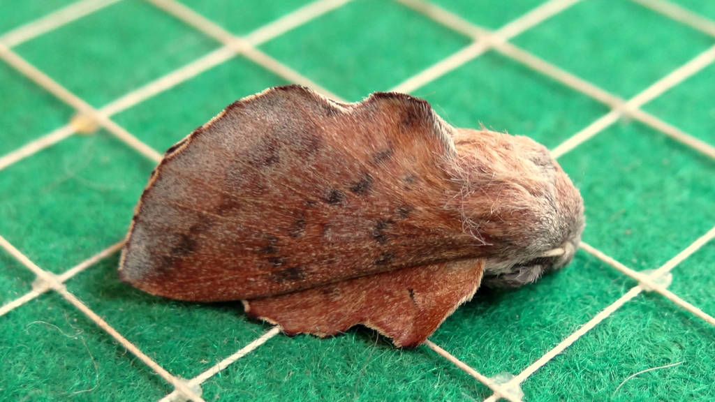 Phyllodesma