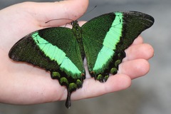 Papilio palinurus