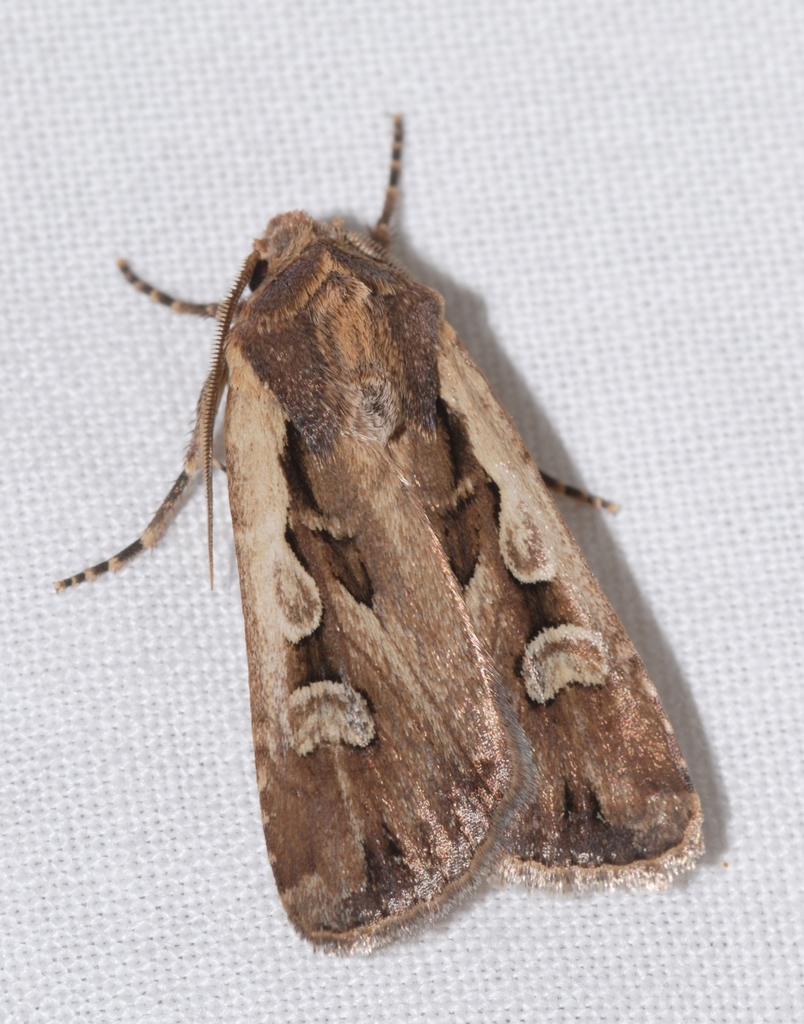 Euxoa temera