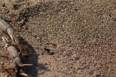 Cicindela carthagena