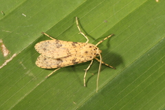 Lophocampa laroipa
