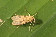 Lophocampa laroipa