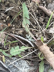 Taraxacum officinale
