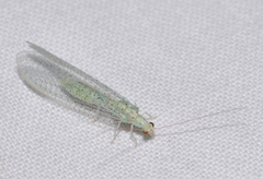 Pseudomallada prasinus