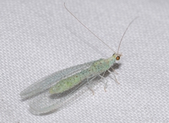 Pseudomallada prasinus