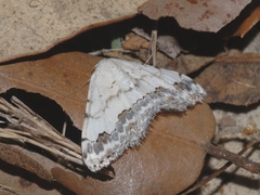 Scopula decorata