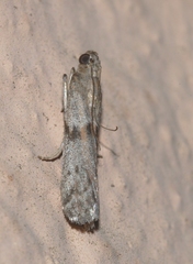 Cadra figulilella