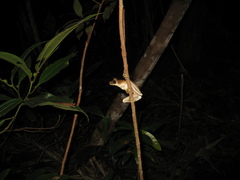 Osteocephalus taurinus