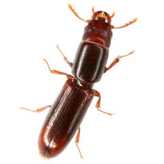 Corticotomus cylindricus