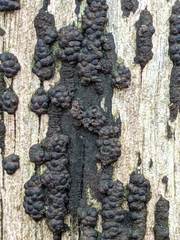 Annulohypoxylon truncatum