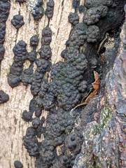 Annulohypoxylon truncatum