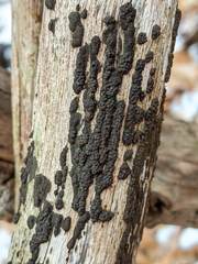 Annulohypoxylon truncatum