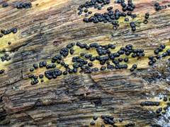 Rosellinia subiculata