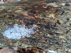 Rosellinia subiculata