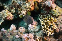 Gymnothorax javanicus