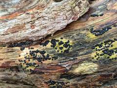 Rosellinia subiculata