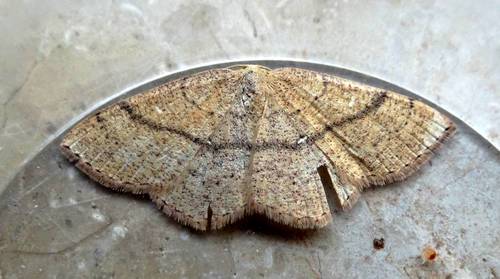 Jersey Mocha