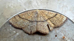 Cyclophora ruficiliaria