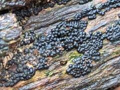 Rosellinia subiculata