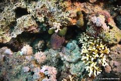 Gymnothorax javanicus